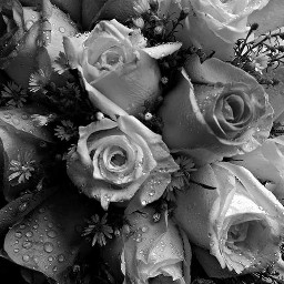 wppflowers roses