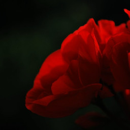 flower red black color photography