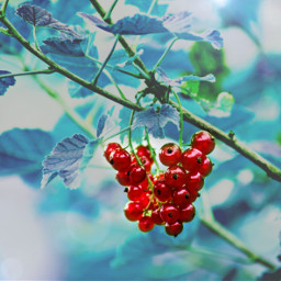 colorful nature photography summer redcurrant