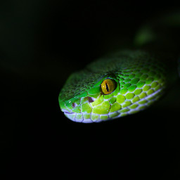snake photography petsandanimals nature colorful