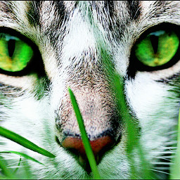 cat eyes green nature freetoedit