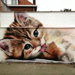 wppcatears cats graffiti wppflatlay wppshapes