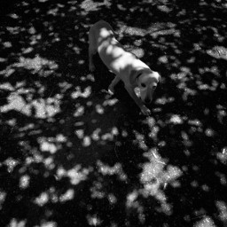 dog photography shadow light bw