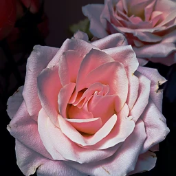 wppfloralcanvas pink rose roses petals freetoedit