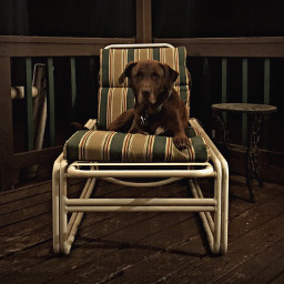 iphone dog pet pets chair